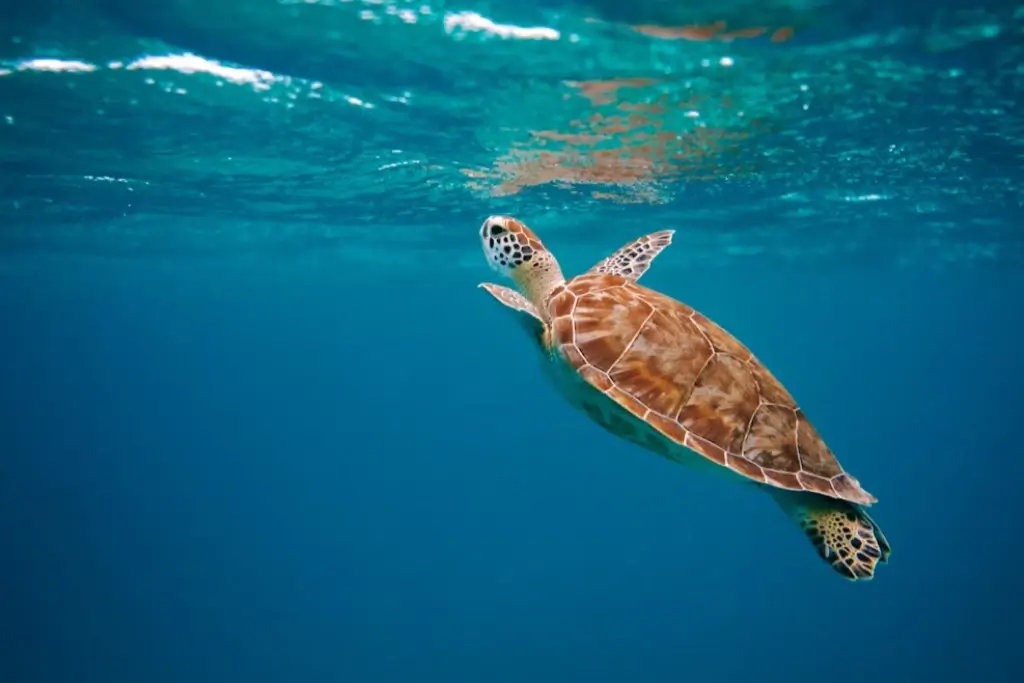 Why Sea Turtles Are the True Stars of the Ocean