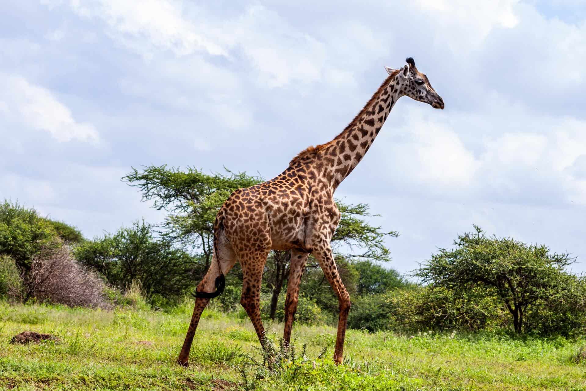 pexels-africa-vacation-safaris-3529692