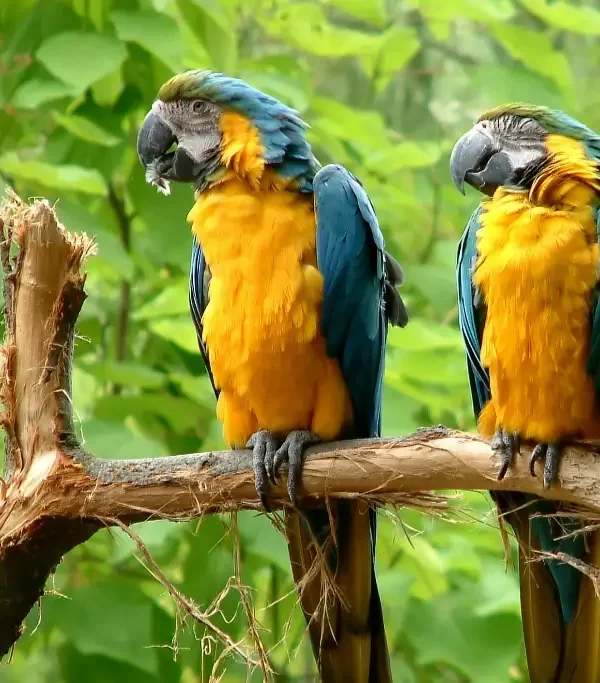 2b4cc2a7ad7b0473e3c5b4c2c911a520c95ec528