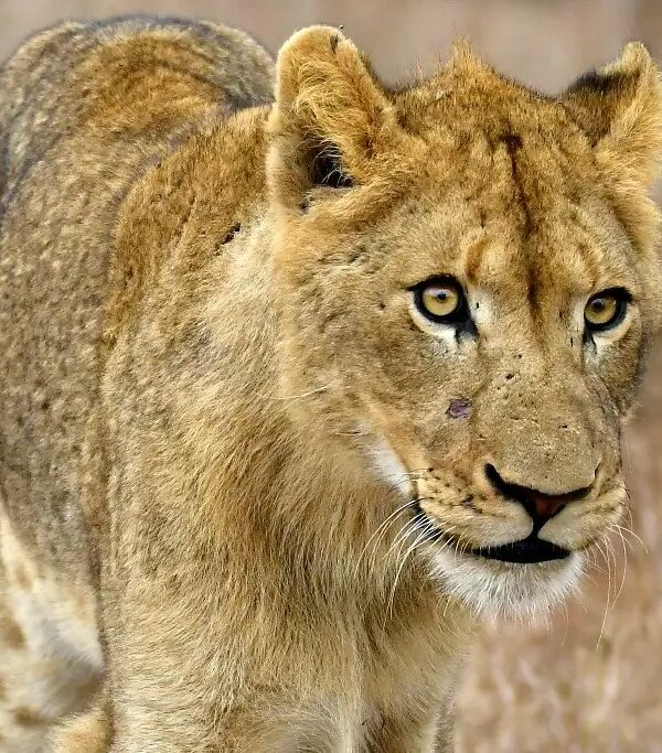 6c08504bbf94c229e6f637a7451df41b1e534a39